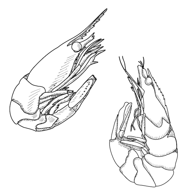 Vector white background sketch of shrimp food