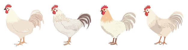 Vector white kind of chicken realistic hand drawn style illustration isolated white background