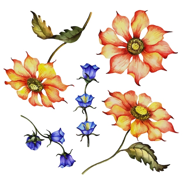 Illustrazione floreale disegnata a mano dei fiori selvaggi di vettore isolata su un background . bianco