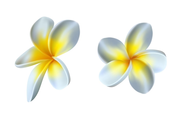 Vector vector witte frangipani bloem geïsoleerd op witte achtergrond