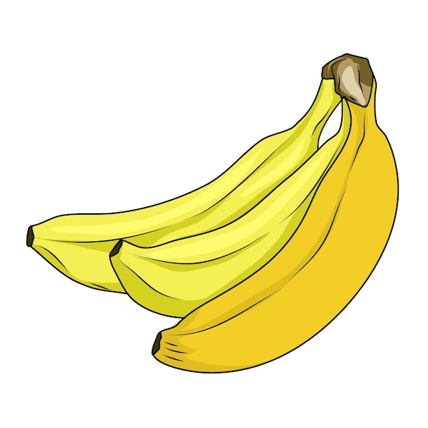 Vector vector of yellow ripe banana fruit