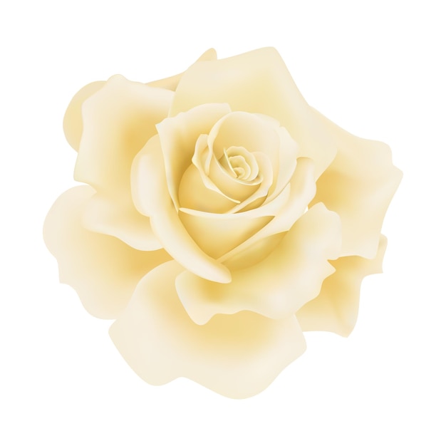 Vector yellow rose flower on isolated background