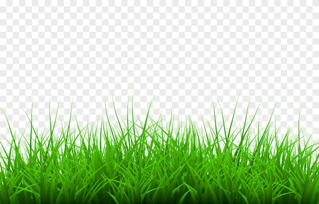 Vector young grass png lawn grass on an isolated transparent background background with grass