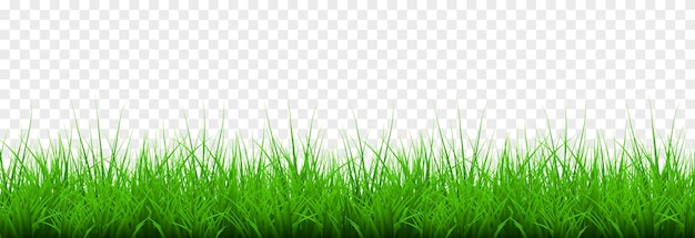 Vector young grass png lawn grass on an isolated transparent
background background with grass