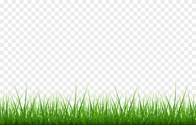 Vector young grass png lawn grass on an isolated transparent
background background with grass