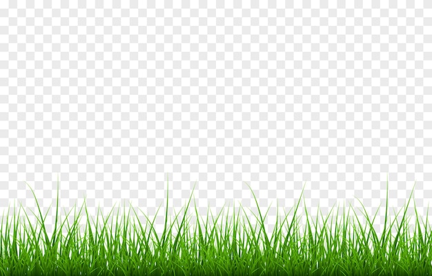 ベクトル若い草png孤立した透明な背景の芝生の草と背景草