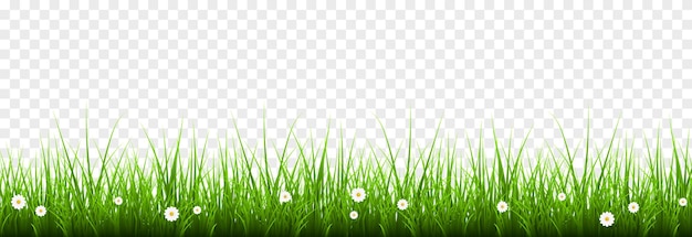 Vector young grass png lawn grass with flowers on an isolated transparent background