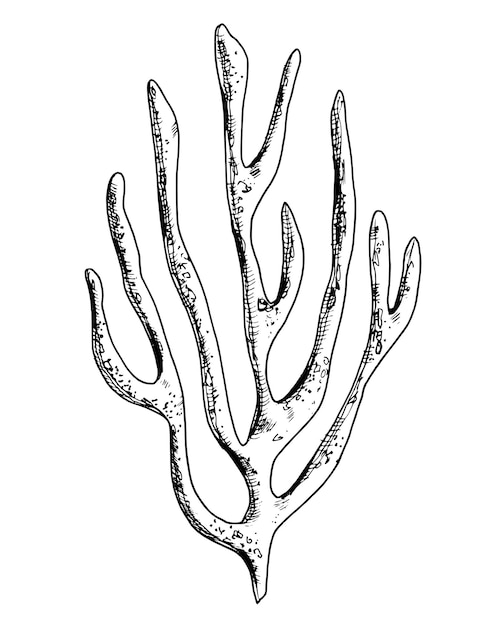 Vector zee koraal met de hand getekende illustratie van een onderwaterrif op een witte geïsoleerde achtergrond Onderzeese gravure geschilderd met zwarte inkt voor icoon of logo Marine plant voor ontwerp in nautische stijl