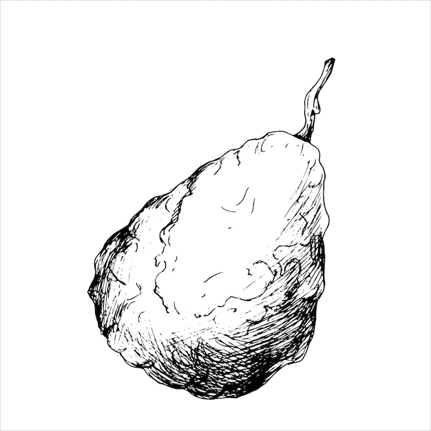 Vector vector zwart-wit botanische illustratie van bergamot fruit schets voor het maken van een menu en café