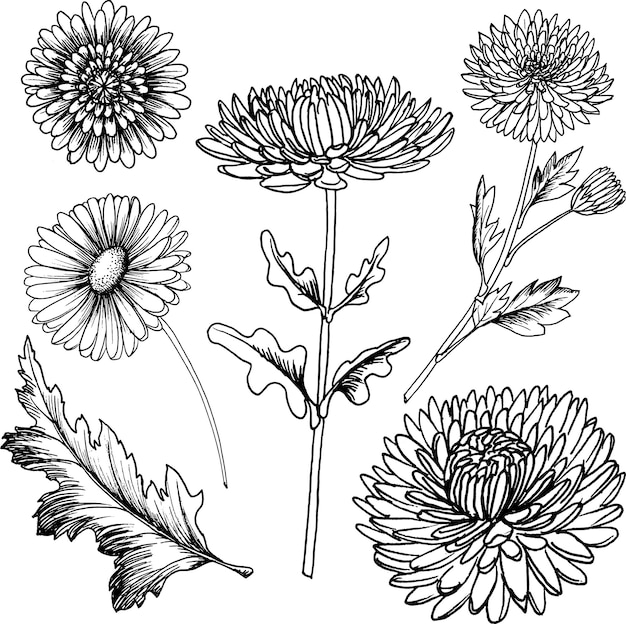 Vector vector zwarte en witte grafische illustratie van chrysanthemum bloem met de hand getekend