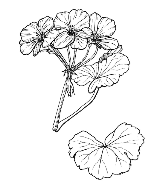 vectorafbeelding van een reeks blaadjes en bloeiwijzen van pelargonium, zwart-witte lijnafbeeldingen