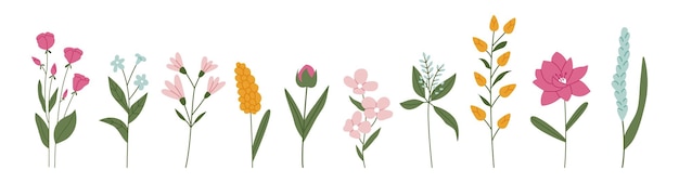 Vectorcollectie van wilde bloemen