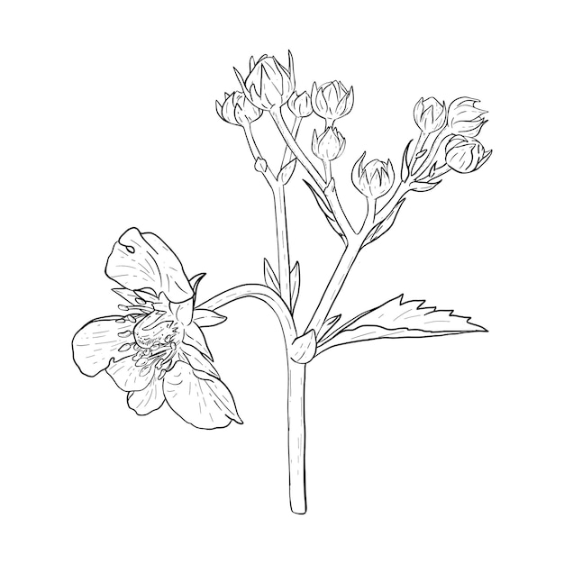 Vectorcontour van aardbeienbloemen en bladeren met de hand getekende schets van een bloeiende aardbeienplant