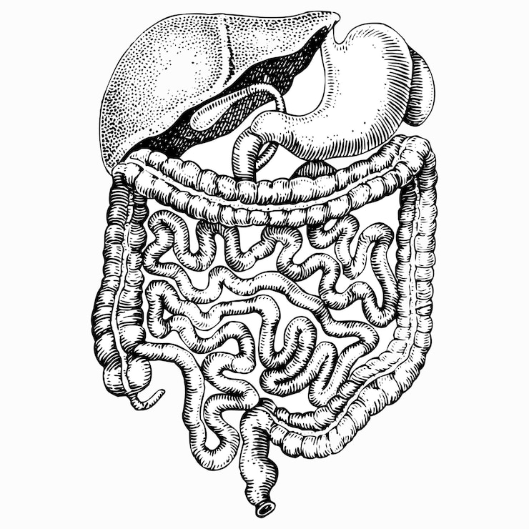 Vector vectorial illustration of internalss of man
