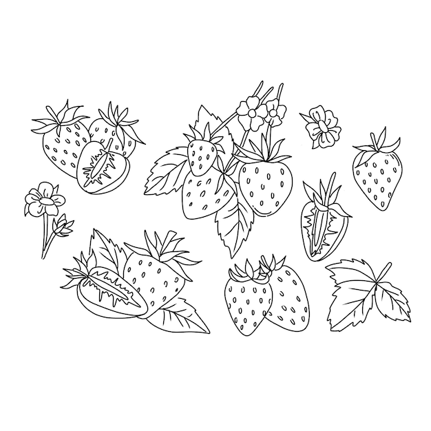 vectorillustratie aardbei bes eten fruit rood zoet vers sappig biologisch gezond