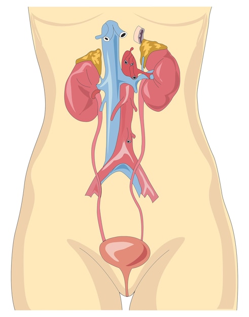 Vector vectorillustratie die de anatomie van het menselijke spijsverterings- en uitscheidingsstelsel toont