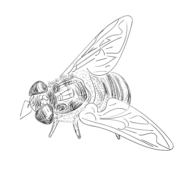 Vectorillustratie, geïsoleerde bijeninsectenschets in zwart-witte kleuren, schets originele handgeschilderde tekening