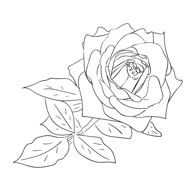 Vectorillustratie, geïsoleerde roze bloem met bladeren in zwarte en witte kleuren, schets originele handgeschilderde tekening