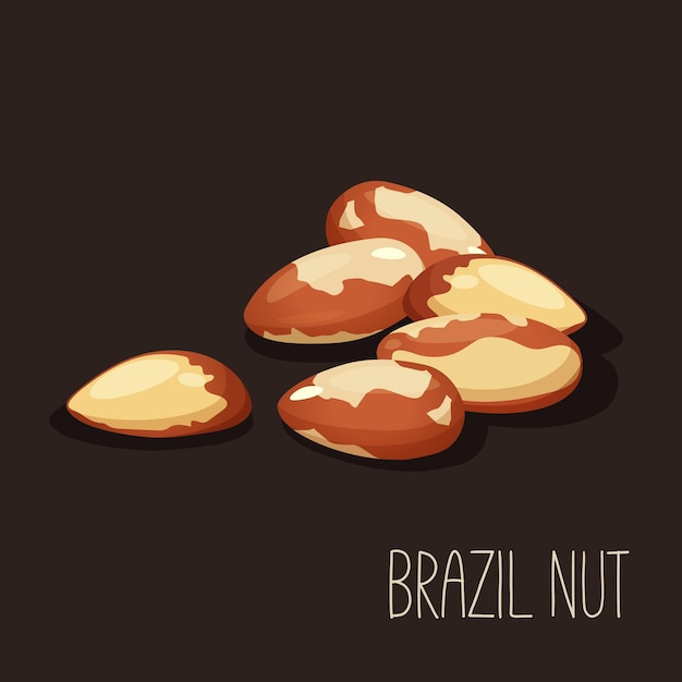 Vectorillustratie met Braziliaanse noot