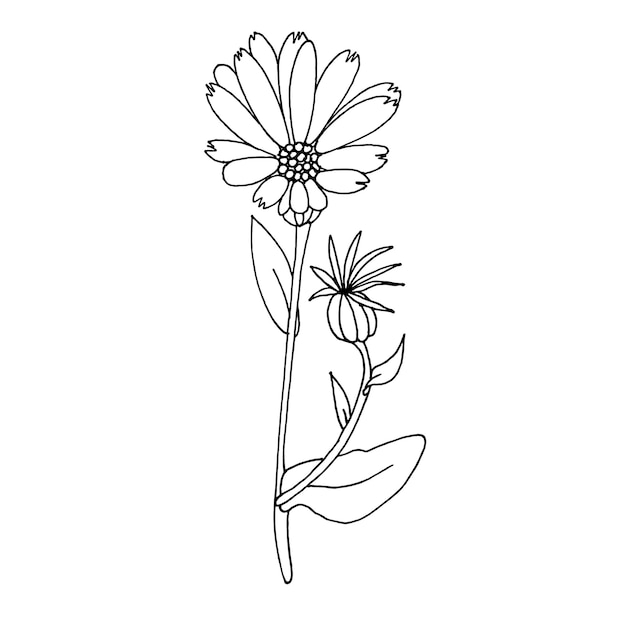 Vectorillustratie, met de hand getekende calendula bloem met bloeiwijze
