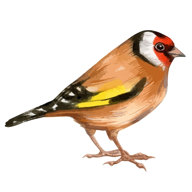 Vector vectorillustratie van aquarel met portret van kleine bosvogel distelvink