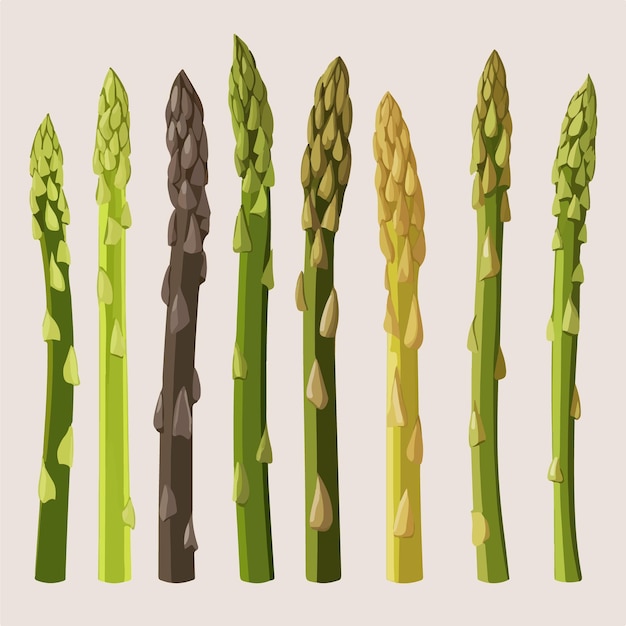 Vector vectorillustratie van asperges op zwarte achtergrond