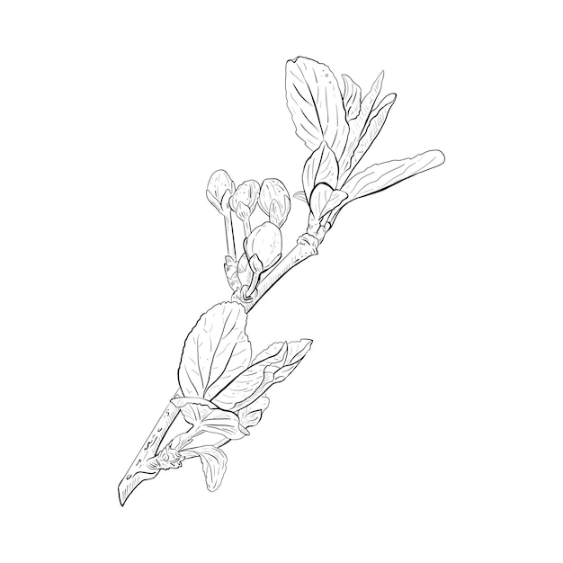 Vectorillustratie van bloeiende tak van kersensakura appelpruim wilde kersenpruim gewone vogelkers
