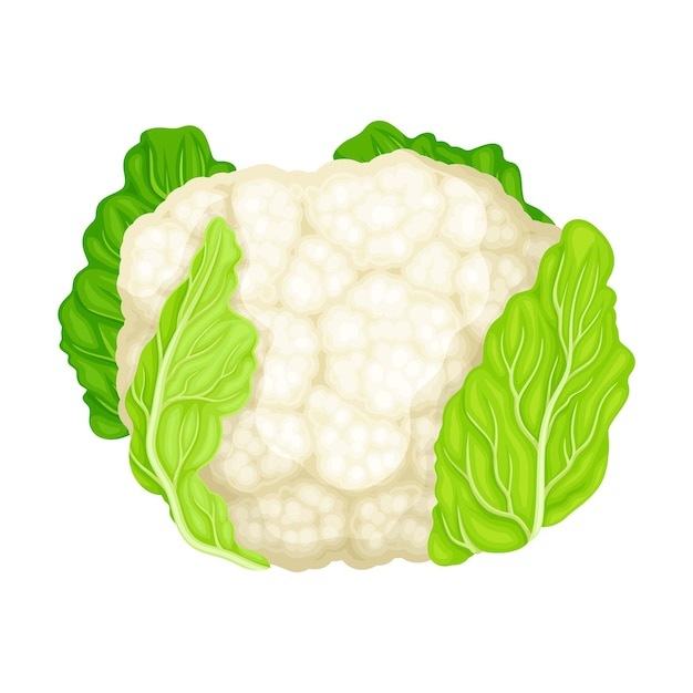 Vector vectorillustratie van bloemkool als ingrediënt van rauwe salade