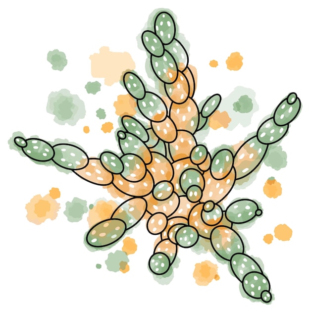 Vector vectorillustratie van cactus opuntia fragilis geïsoleerd op witte achtergrond