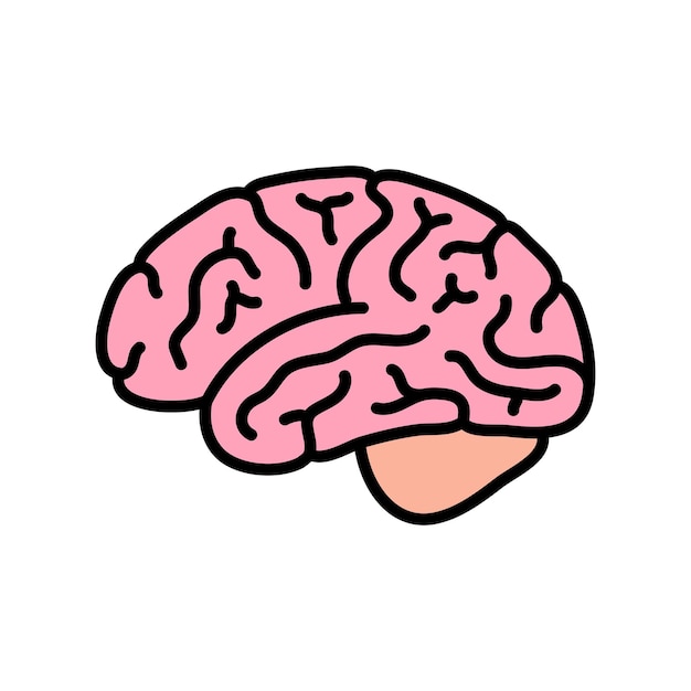 Vectorillustratie van de anatomie van het menselijk brein