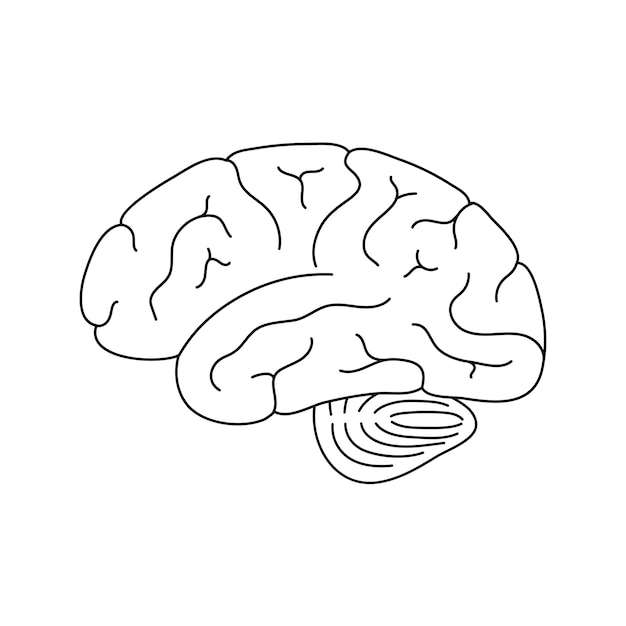 Vectorillustratie van de anatomie van het menselijk brein