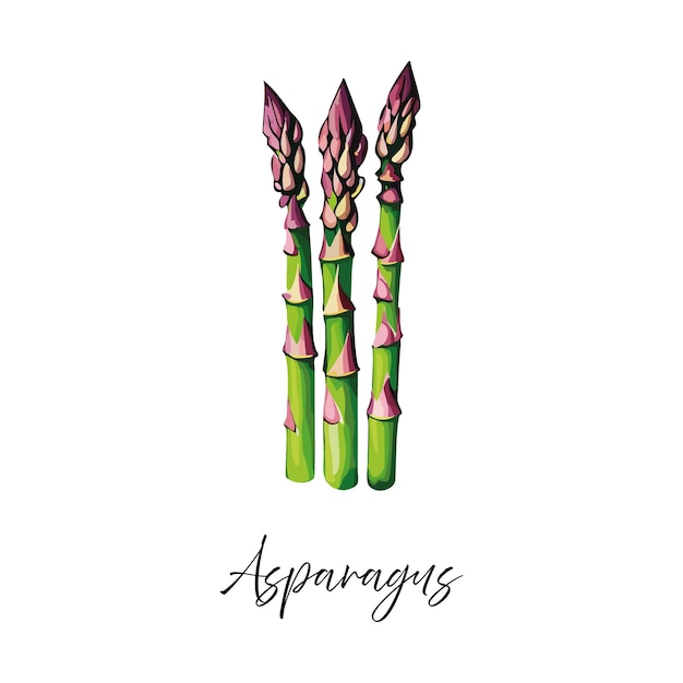 Vectorillustratie van de asperges