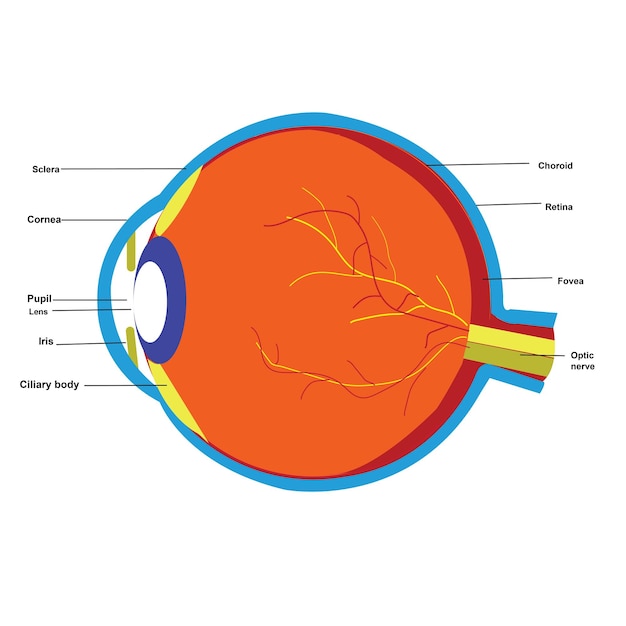 Vectorillustratie van de structuur en het functioneren van het menselijk oogdiagram