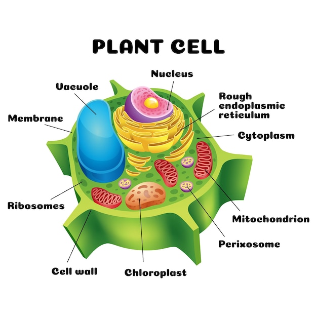 Vectorillustratie van de structuur van de anatomie van de plantencel educatieve infografie