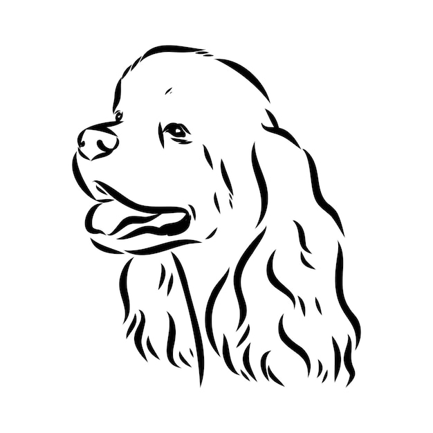 Vectorillustratie van een Amerikaanse Cocker Spaniel geïsoleerd op een witte achtergrond