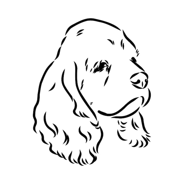 Vectorillustratie van een Amerikaanse Cocker Spaniel geïsoleerd op een witte achtergrond