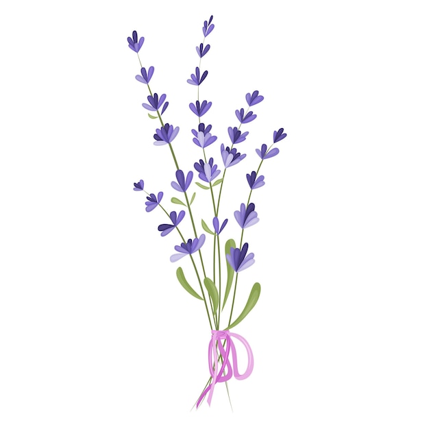 Vectorillustratie van een boeket lavendelbloemen op een witte achtergrond