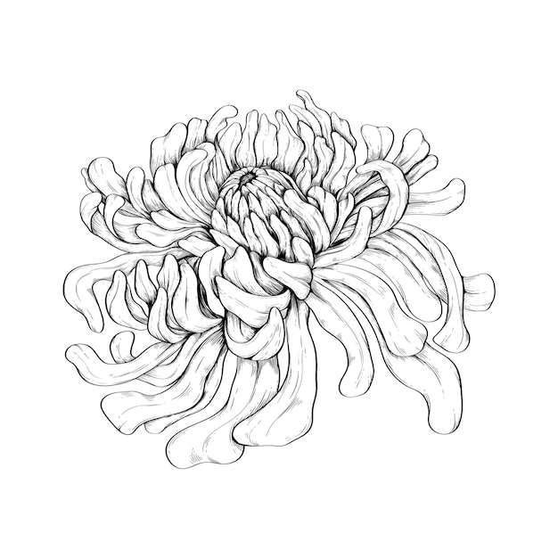 Vector vectorillustratie van een japanse chrysant getekend in een gravure-stijl. luxe, elegant patroon voor stof, tijdschrift, briefpapier