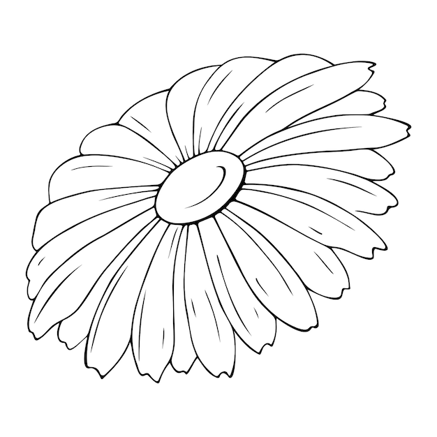 Vectorillustratie van een kamillebloem geïsoleerd op een witte achtergrond met de hand getekend