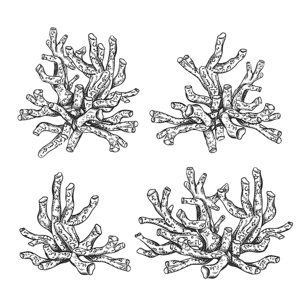 Vectorillustratie van een koraalplant in de zee en de oceaan Een geïsoleerd object op een witte achtergrond Een tropisch onderwaterelement van de natuurlijke bodemwereld Een met de hand getekende gestructureerde schets op een geïsoleerde achtergrond
