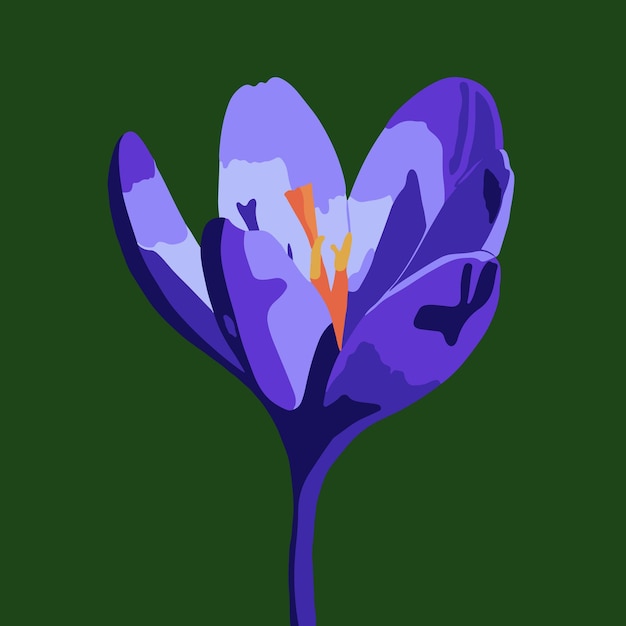 Vectorillustratie van een krokus.