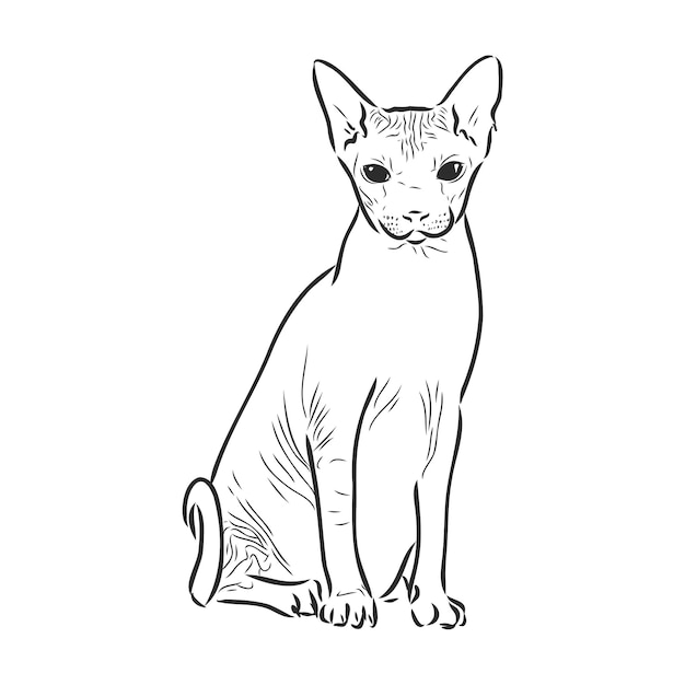 Vectorillustratie van een sphynx kat met een voering geïsoleerd op een witte background