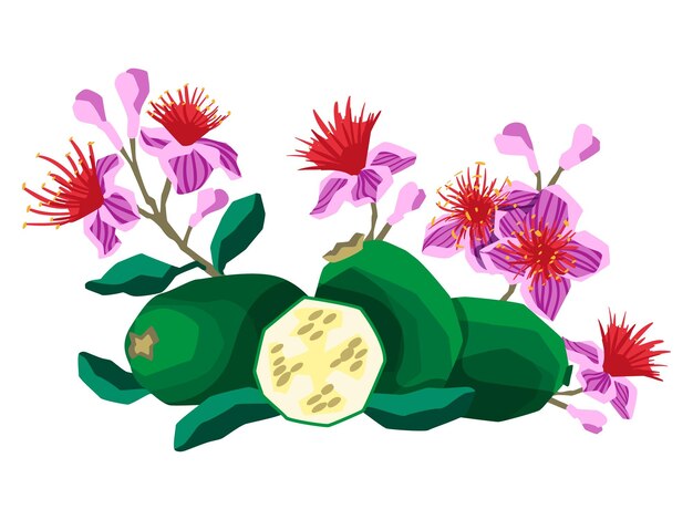 Vectorillustratie van feijoa fruit met bloemen en bladeren op witte achtergrond vlakke stijl