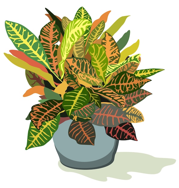 Vector vectorillustratie van huisplant met mooie decoratieve bladeren, croton, in blauwe pot. geïsoleerd.