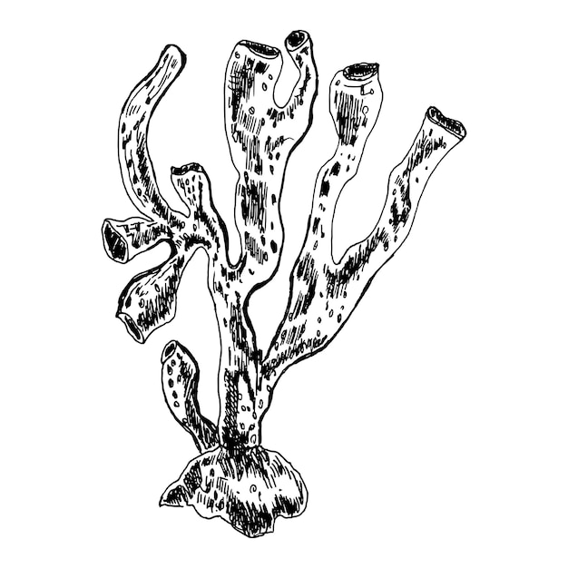 Vectorillustratie van koralen Onderwaterkoralen lijnkunst met de hand getekend met inkt gemarkeerd
