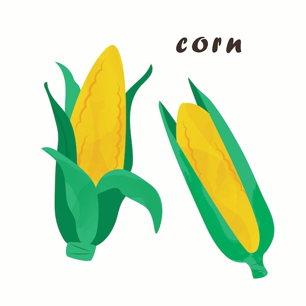 Vectorillustratie van maïs. geïsoleerd op een witte achtergrond.