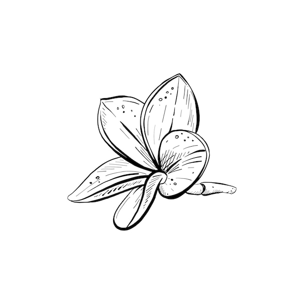Vectorillustratie van prachtige magnolia bloem op witte achtergrond Zwarte omtrek grafische tekening