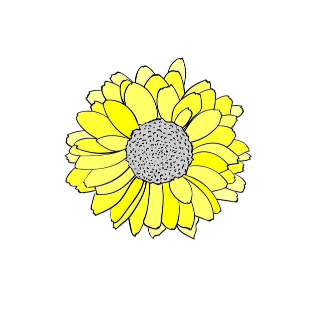 Vectorillustratie van Rudbeckia-bloem