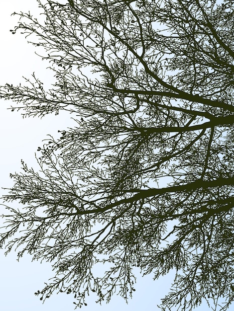 Vectorillustratie van silhouetten takken bladverliezende boom in het koude seizoen