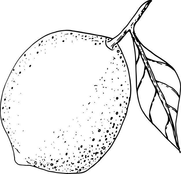 Vectorillustratie van smakelijke schetscitroen met bladeren